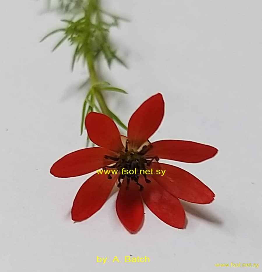 Adonis flammea Jacqu .